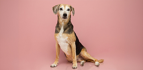 Hip Dysplasia in Dogs