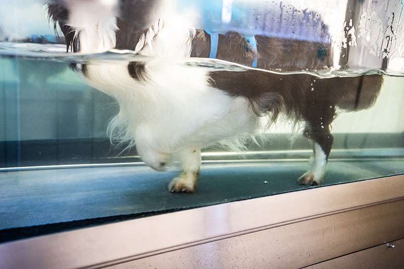 A dog standing on a hydrotherapy treadmill.