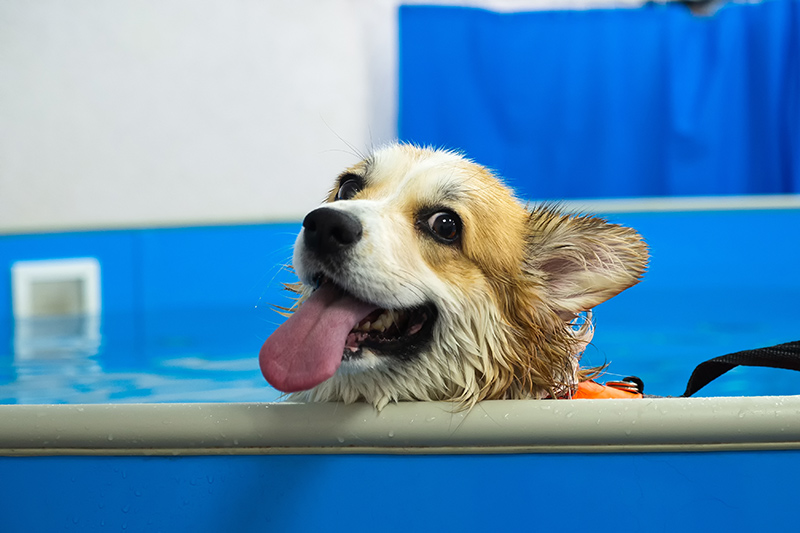 A dog standing in a hydrotherapy pool.