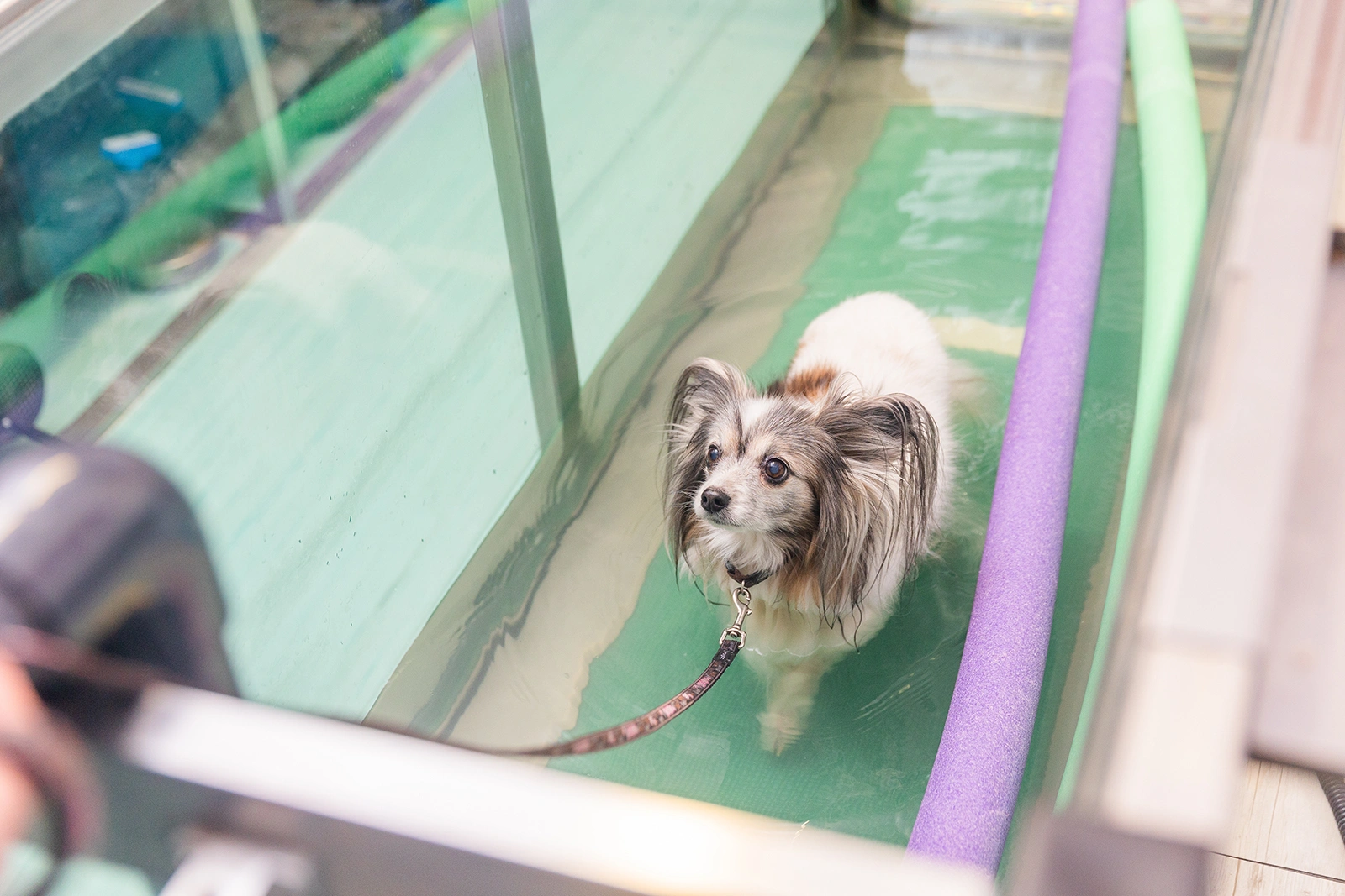 Benefits of Hydrotherapy for Post-Surgery Pet Recovery