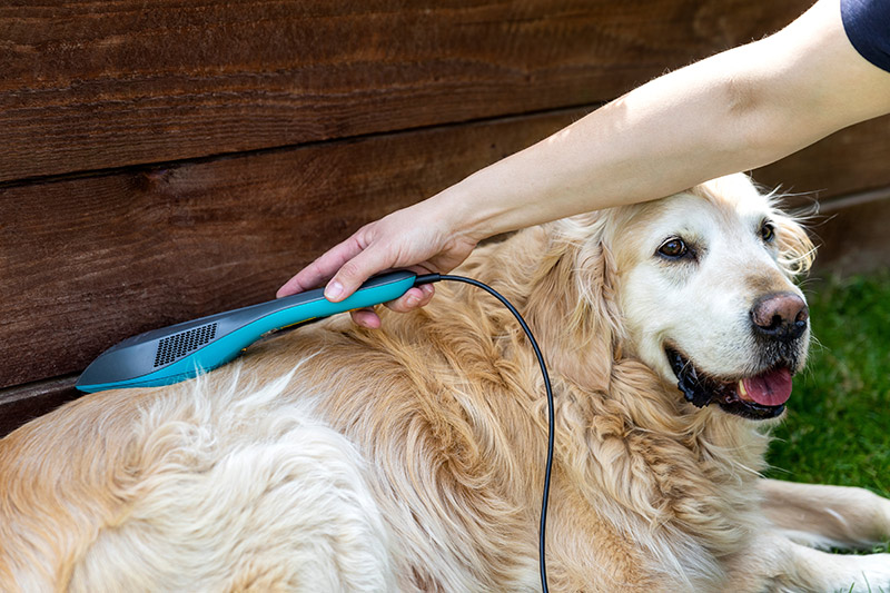 How Physiotherapy Helps Pets Recover From Injuries