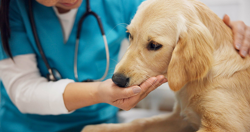 A dog eating out of a veterinarian's hand.