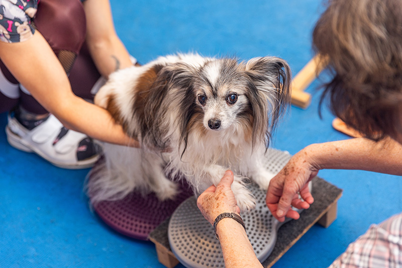 A dog undergoing physiotherapy.