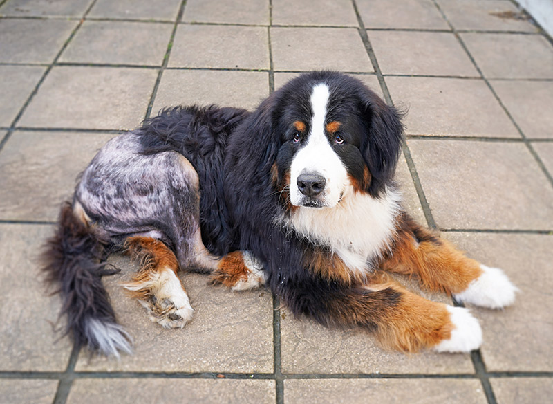 A dog lying sideways with an injured hip.