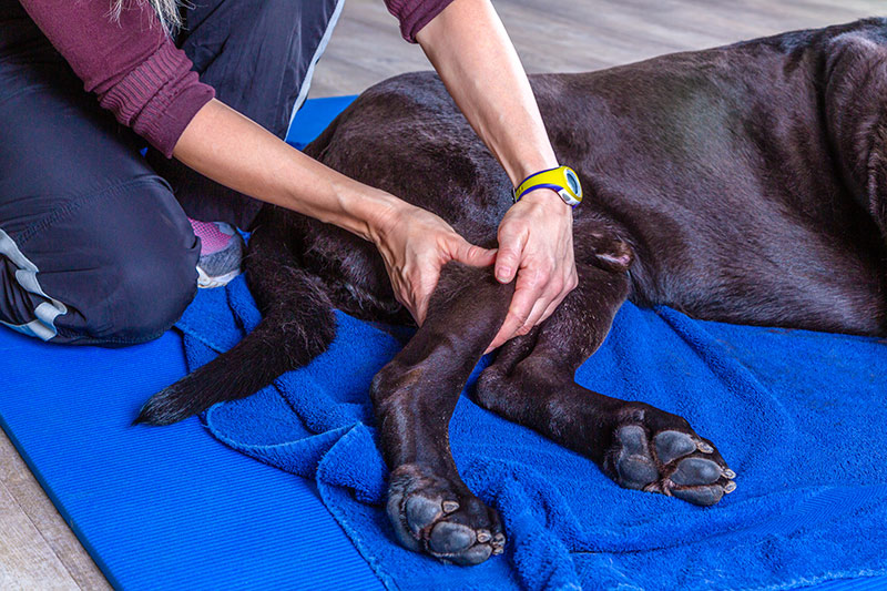 A dog receiving physiotherapy.