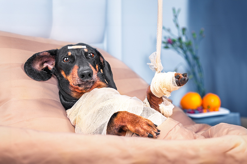 Choosing the Right Rehabilitation Service for Your Pet