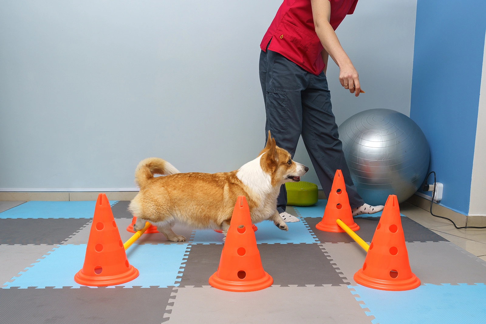 Common Pet Rehabilitation Exercises for Improving Mobility