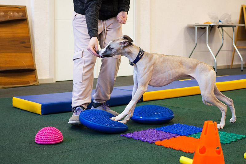 A dog undergoing physiotherapy.