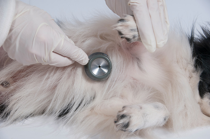 A checkup being conducted on a dog.