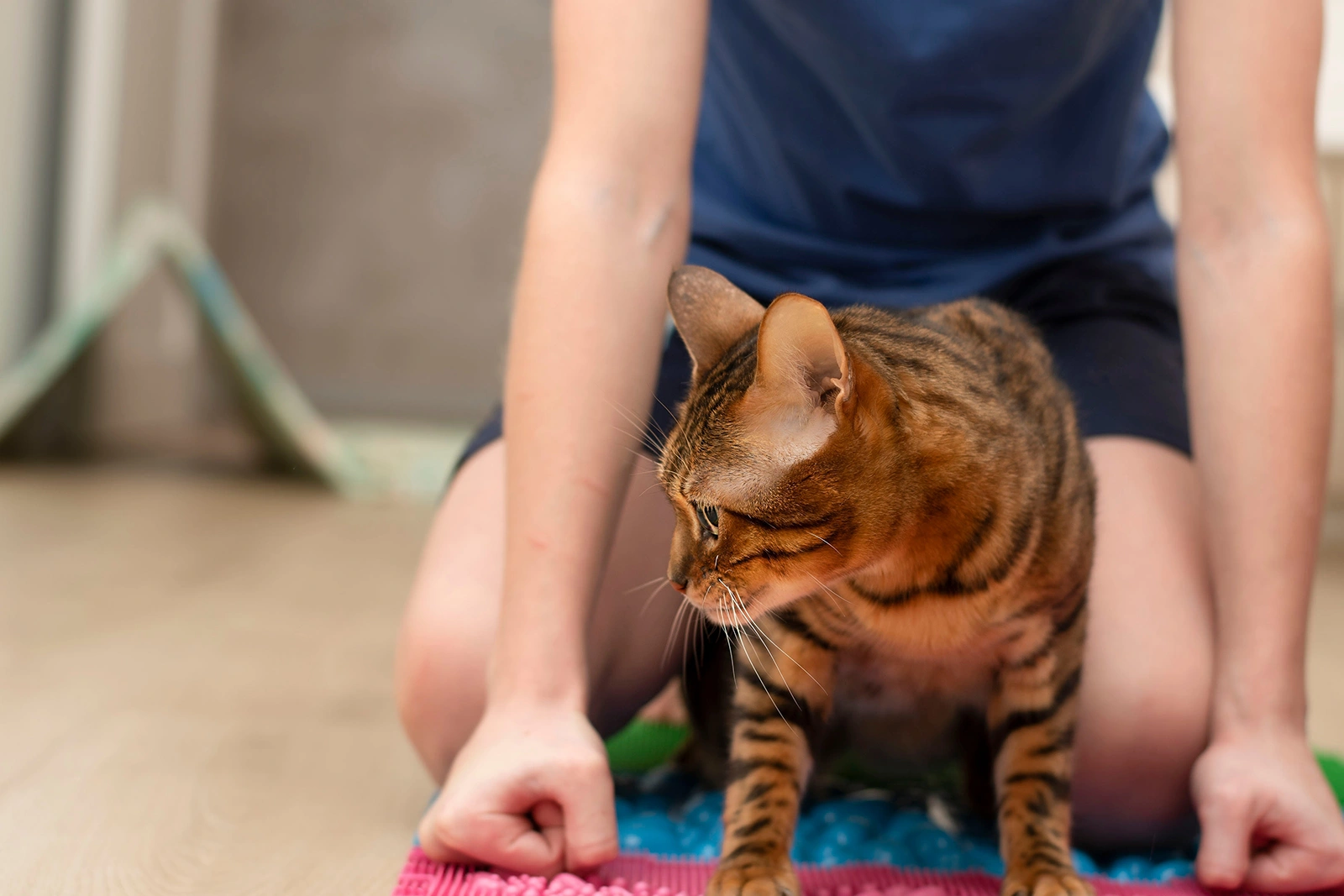 Rehabilitating Pets With Orthopedic Conditions