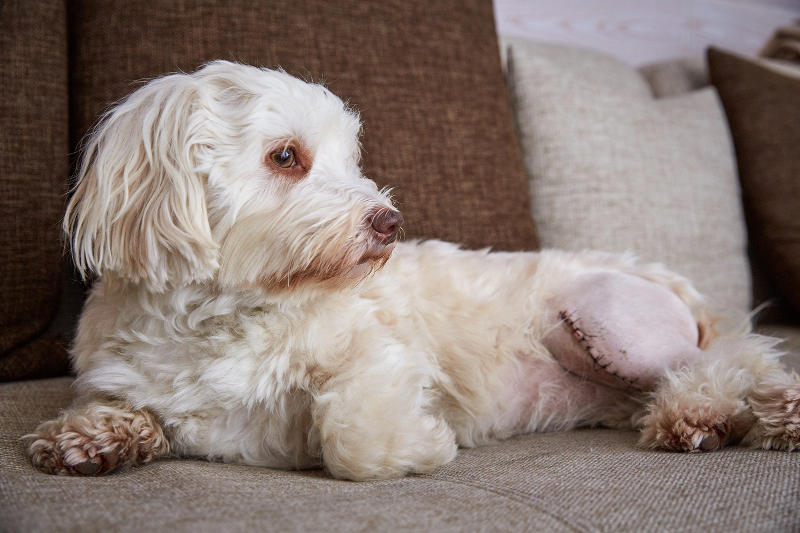What Are the Common Symptoms of Luxating Patella?