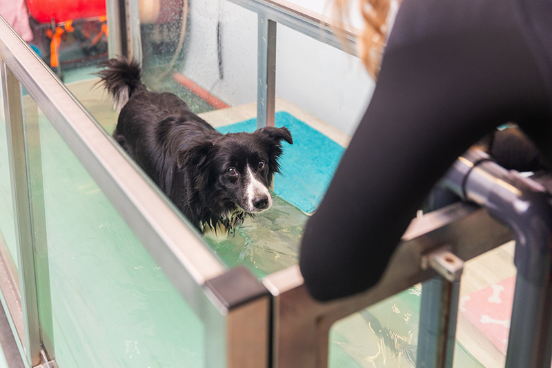5 Ways Hydrotherapy Helps Dogs with Hip Dysplasia